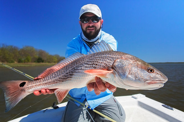 Fly angler with redfish